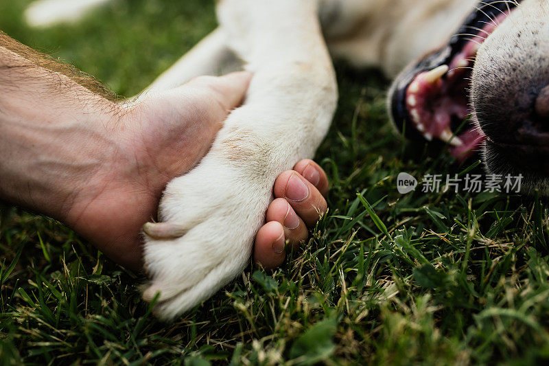 盖伊和他的狗，拉布拉多猎犬，院子里