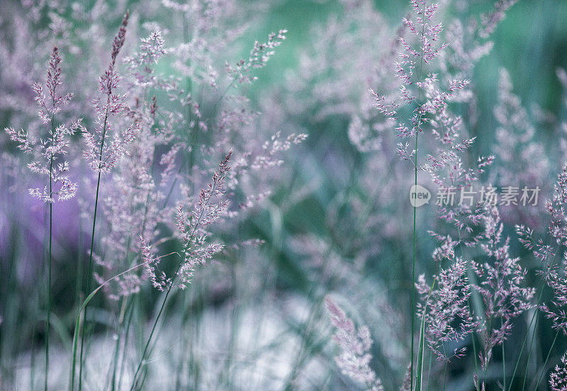 美丽的花坛夏天的花