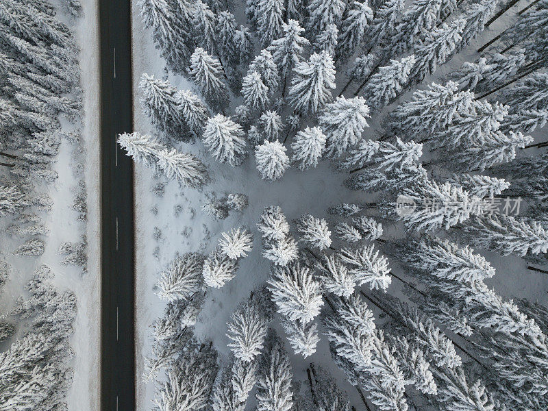 道路和积雪直接覆盖了云杉