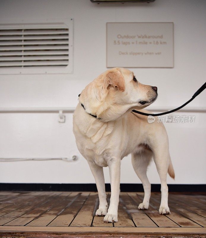 船上甲板上的拉布拉多寻回犬