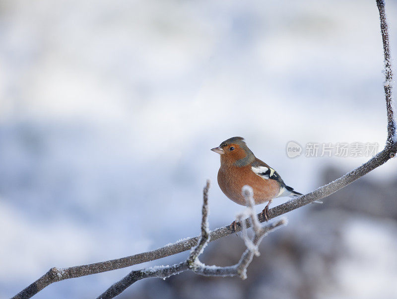 雄苍头燕雀(名为coelebs)栖息在一根结霜的小树枝上，背景是稀疏的雪景。