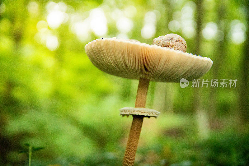 森林里野生蘑菇上的蜗牛壳