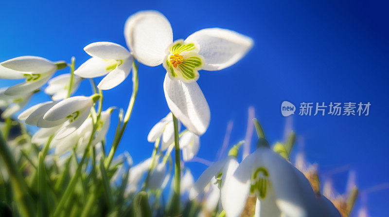 雪花莲