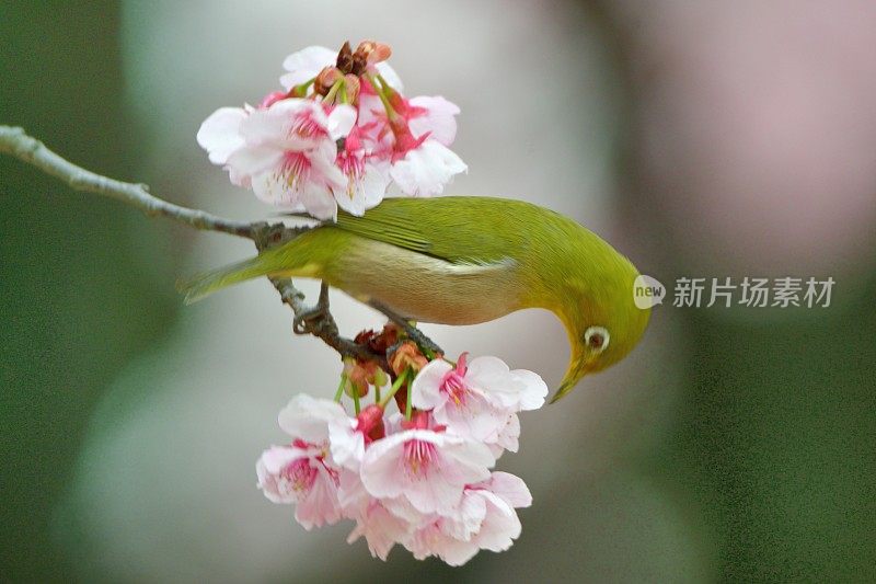 日本白眼睛享受吮吸樱花花蜜