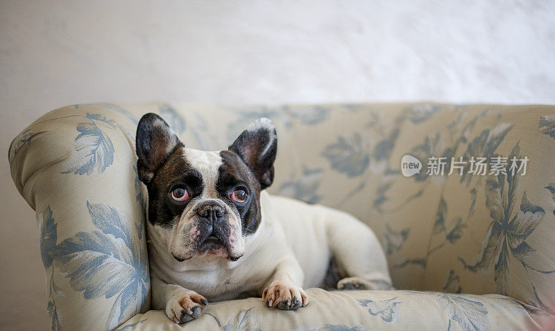 一只年轻的法国斗牛犬坐在扶手椅上休息