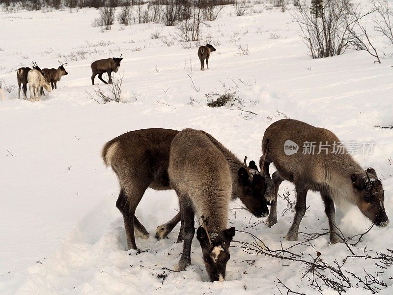 一群驯鹿在雪地里