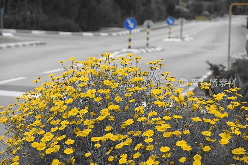 黄花在路边