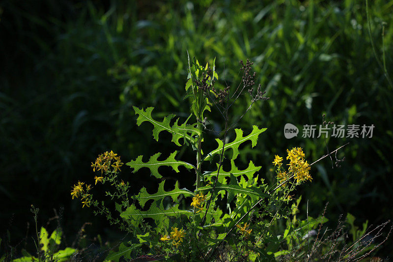 夏季湿地中的杂草