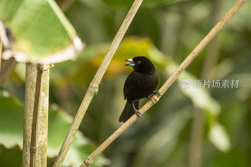 Passerini的tanager