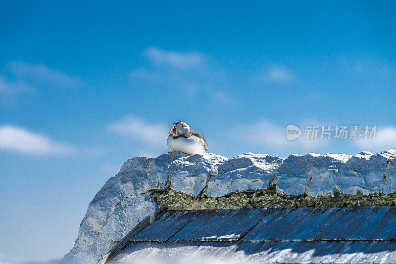 大西洋海雀