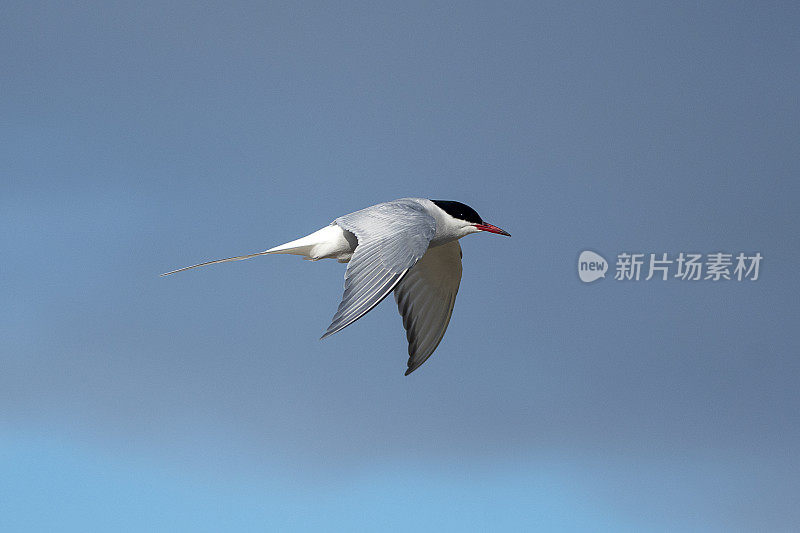 在斯瓦尔巴特岛蓝天白云中飞翔的北极燕鸥