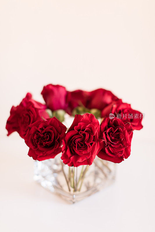 优雅的红玫瑰