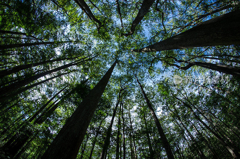 康格瑞国家公园-汇聚树