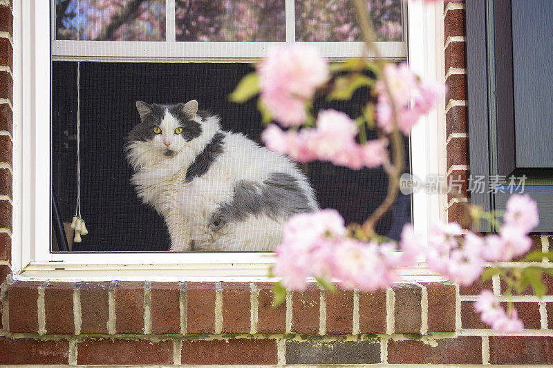 春天窗户里的猫