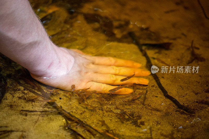 马来西亚:婆罗洲红鳍银鲨