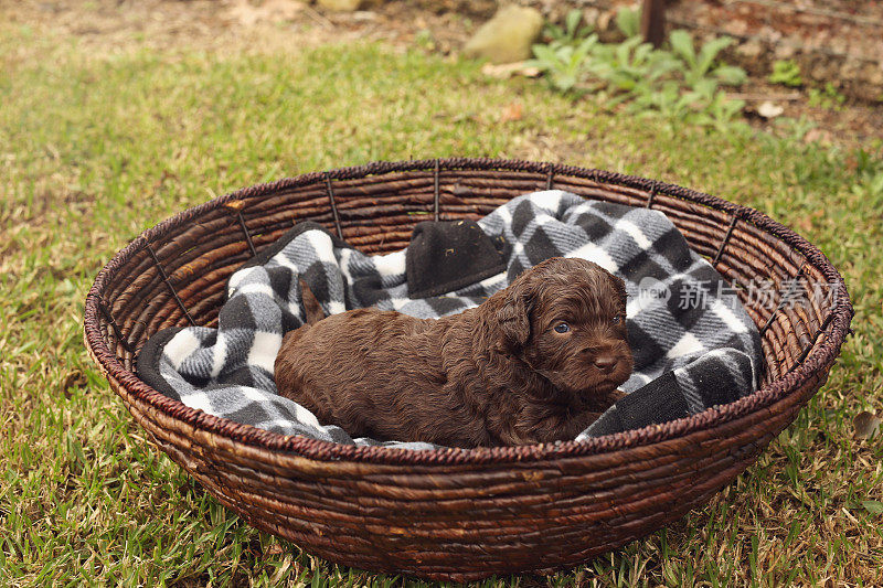 澳大利亚Labradoodle小狗