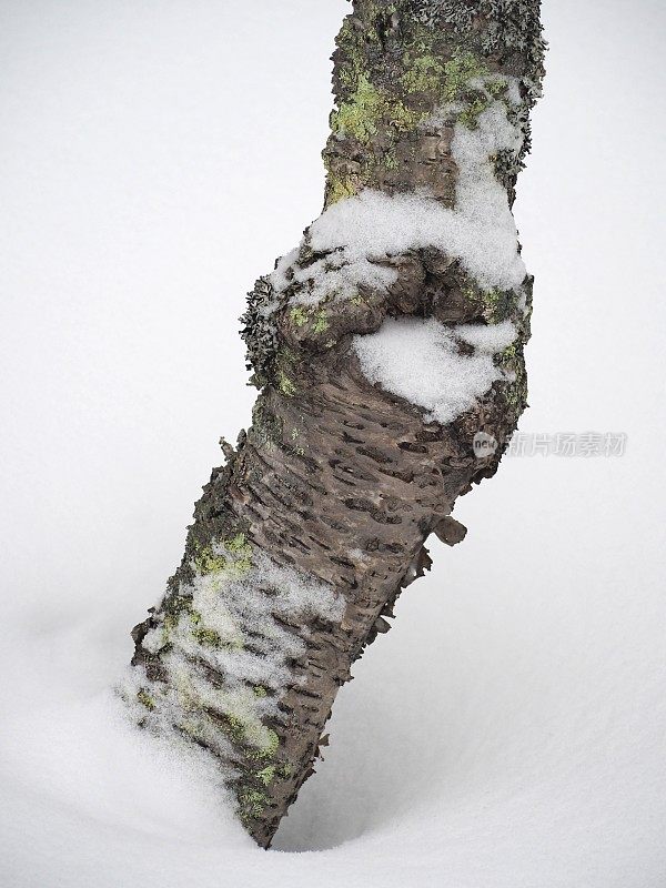 白桦树的树干在雪地里