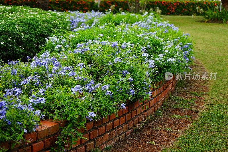 金银花花圃