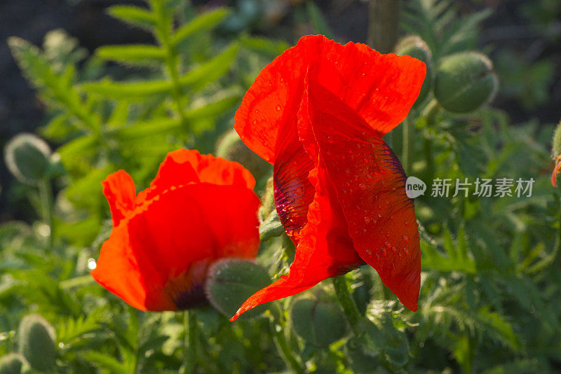 罂粟花。花园里的花