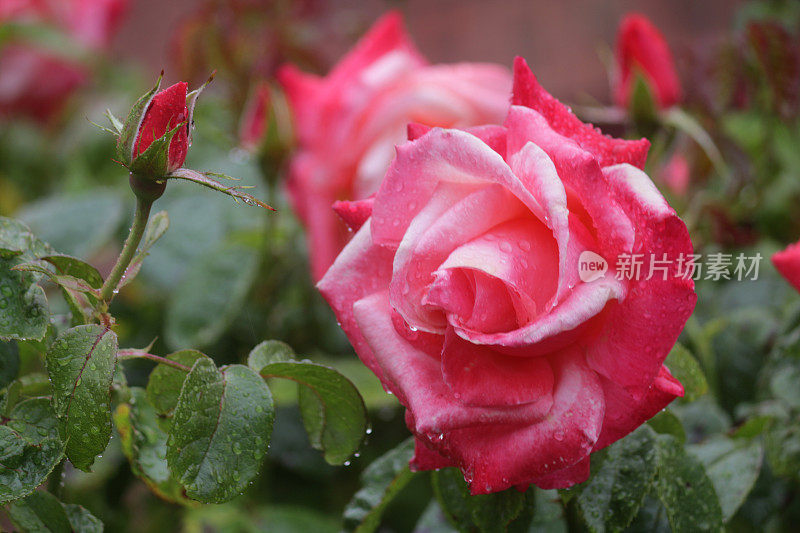 在雨露中盛开的粉红色玫瑰水滴生长在花园中，芬芳的粉红色玫瑰灌木花蕾，花瓣与模糊的园艺背景，浪漫的束玫瑰花瓶，情人节，插花，婚礼花束