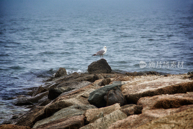 海滩岩石码头，海鸥，南塔开特湾，科德角，马萨诸塞州，新英格兰，美国