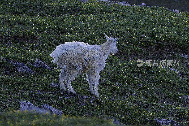 高山草地上的山羊