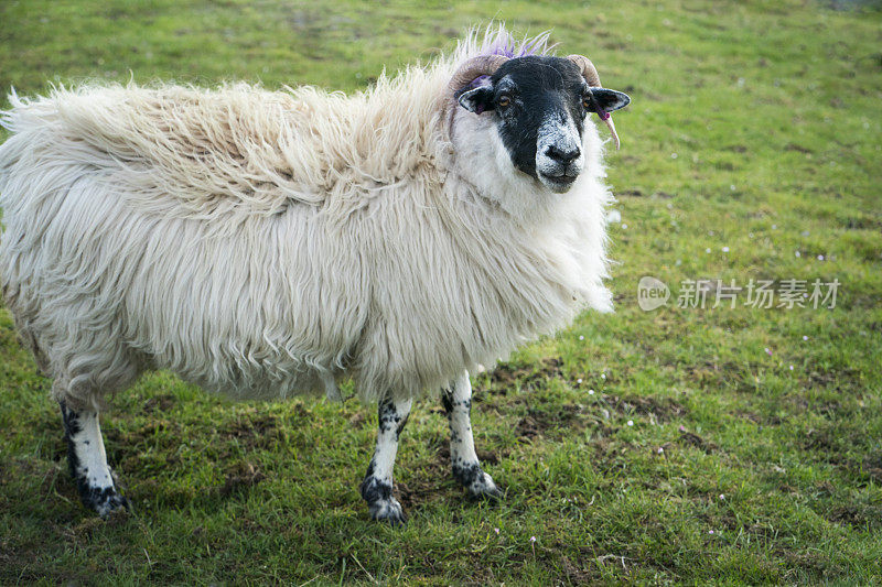 苏格兰刘易斯赫布里底群岛上的黑脸羊