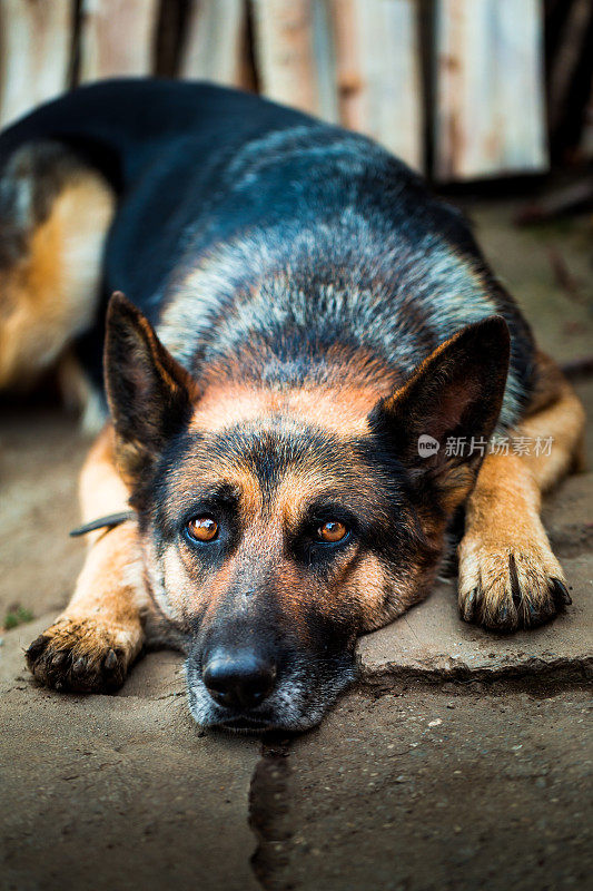 懒惰的德国牧羊犬躺在地上看相机