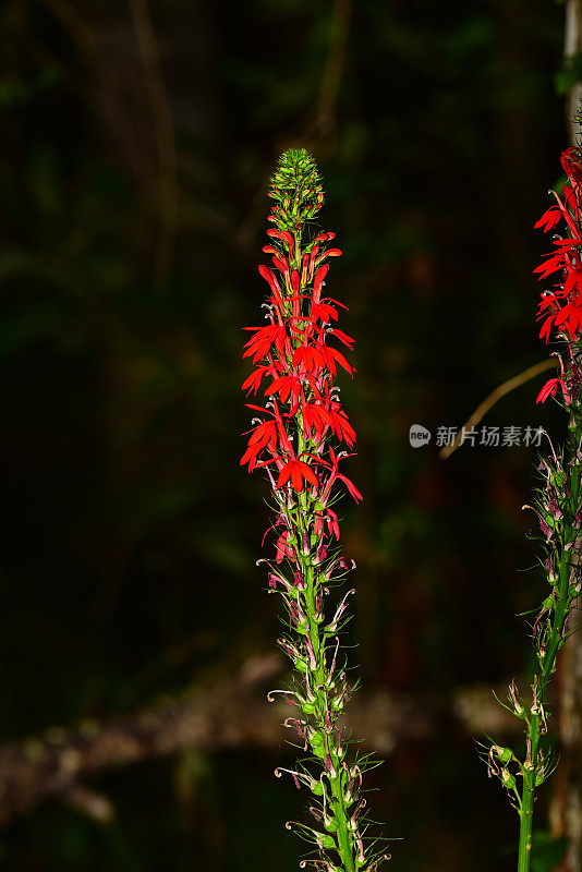 中心的红衣主教花柄花和芽与深色的木材在背景