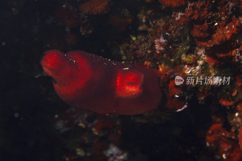 海洋生物海鞘(海鞘科-被囊类)水下美