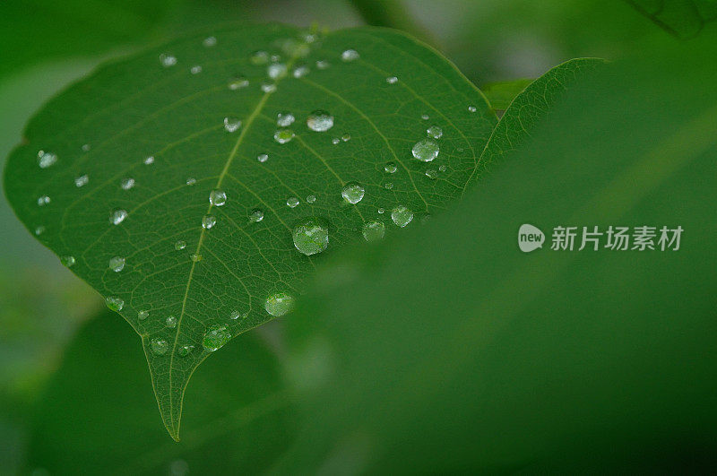 雨后的树叶