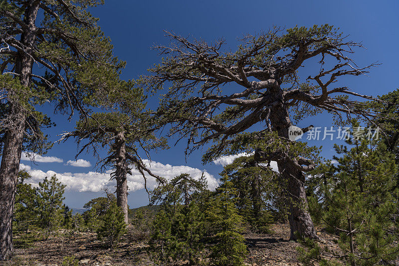 山顶上的大而古老的松树，岩石火山地面上植被稀疏