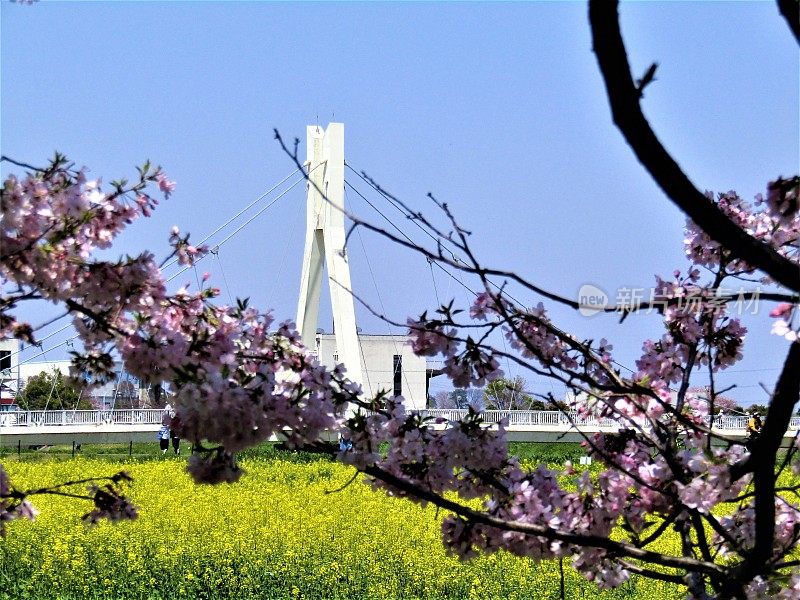 日本。四月初。油菜籽田，盛开的樱桃树，白色的人行天桥。