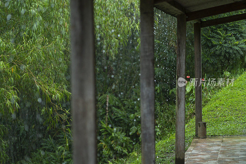 滋润了美丽森林里植物的雨水