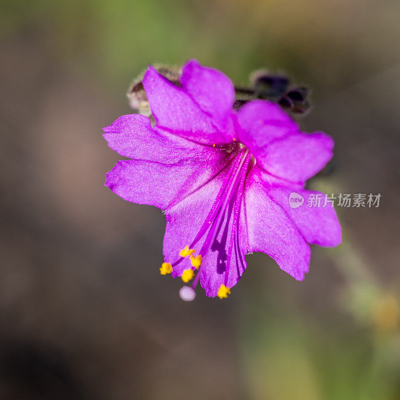 山紫茉莉植物