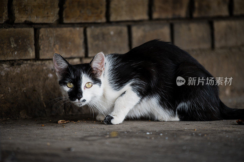 年轻的条纹猫在欧洲探险。