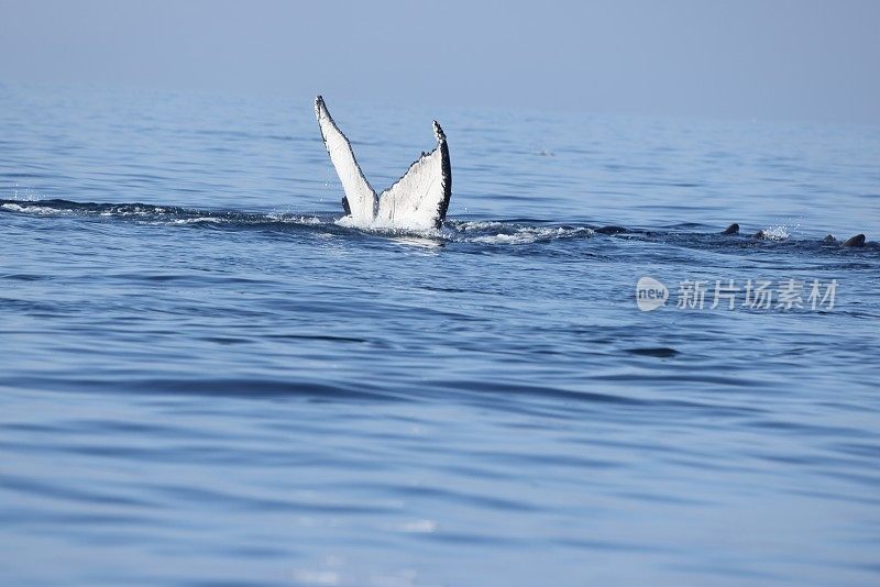 美国加利福尼亚州蒙特利湾的鲸鱼