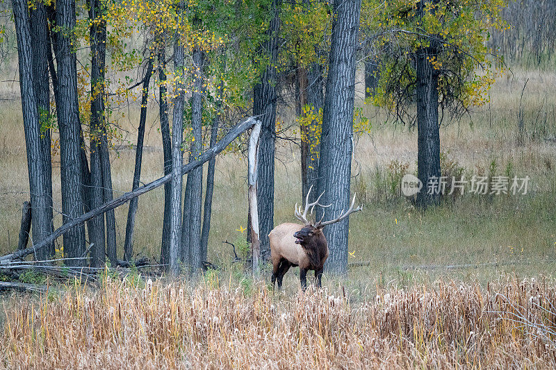 查尔斯·m·刘易斯野生动物保护区，一只公麋鹿从蒙大拿州北部金色的秋天森林中钻了出来。
