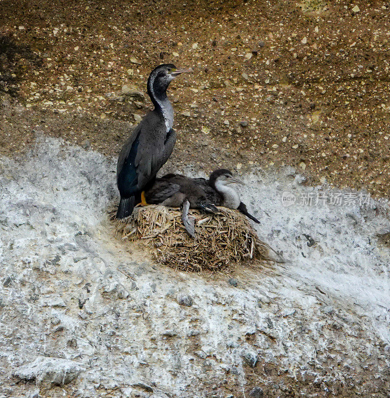 斯图尔特岛绒(鸬鹚)。幼鸟和成鸟在巢上。