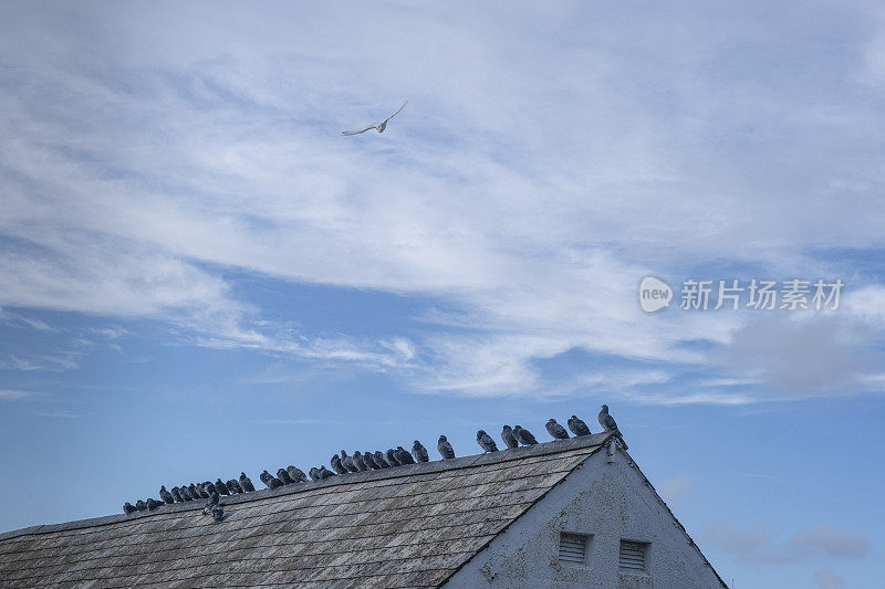 屋顶上的一排鸽子