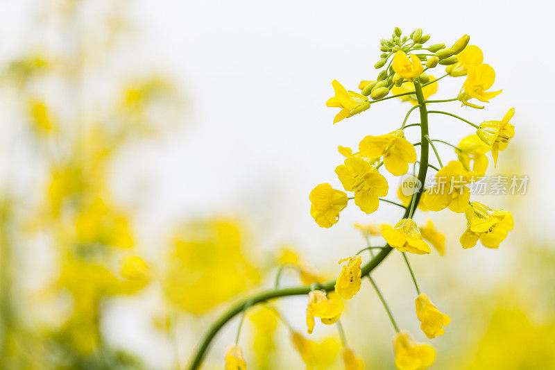 用水滴近距离观察油菜花