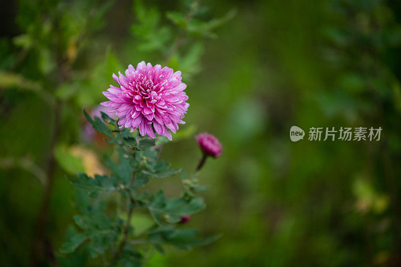 近近软紫色的菊花自然