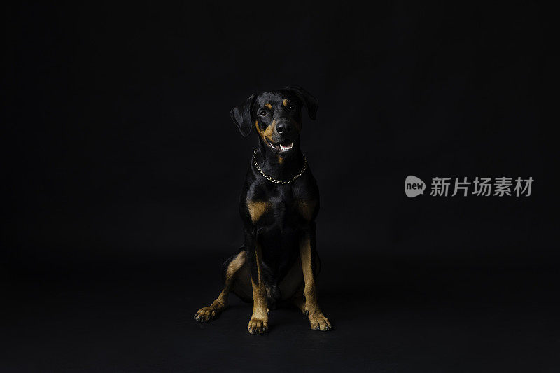 杜宾犬