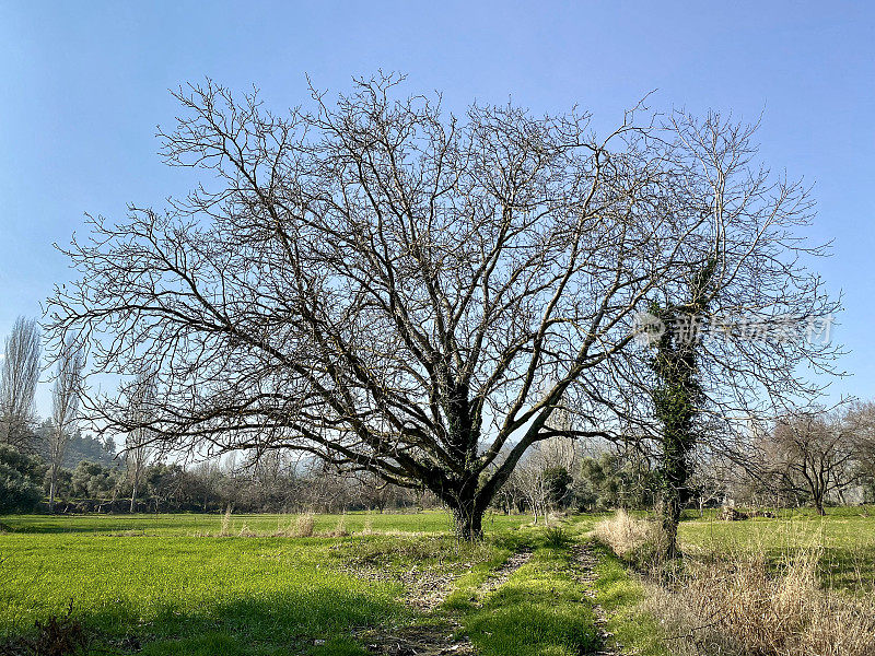 田野中央的一棵干枯的大树