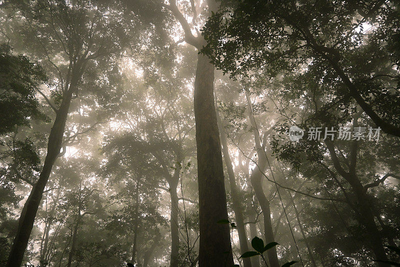 雾时雨林树冠下的大气-资料照片