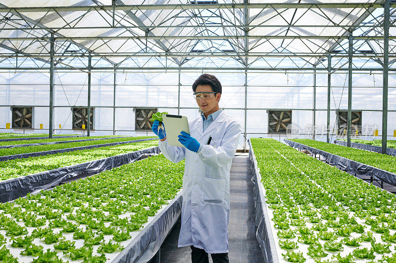 一名男性研究员在智能温室检查植物