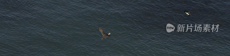 在英国英格兰约克郡弗兰伯勒角的本普顿悬崖自然保护区旁飞翔的海雀