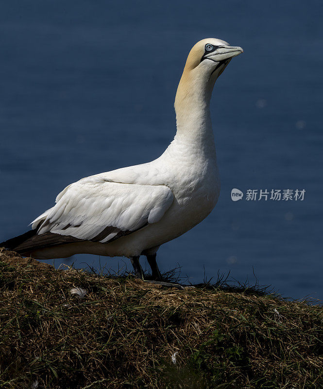 汉普顿悬崖上的塘鹅