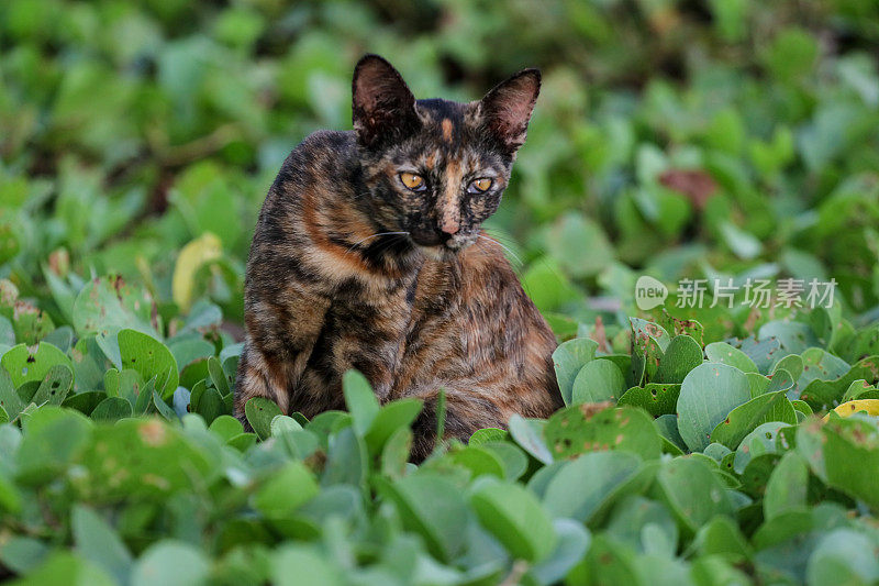 猫在亚齐海滩玩耍