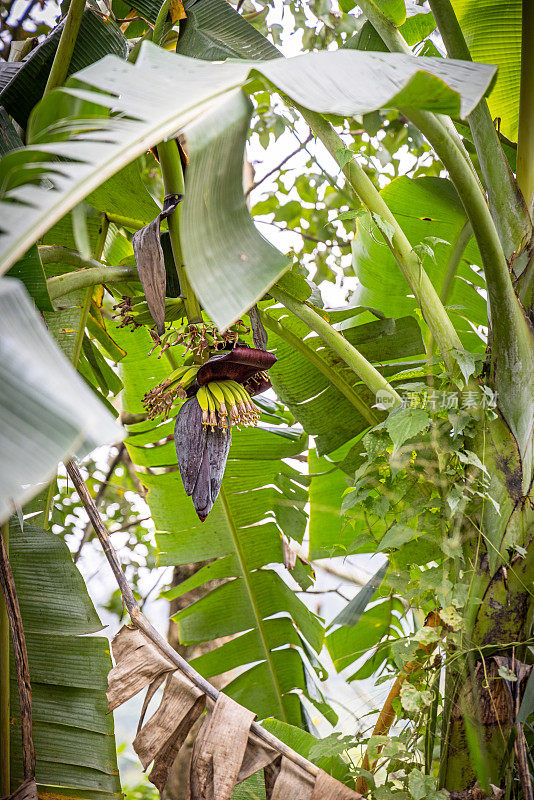 香蕉树上有一朵大花